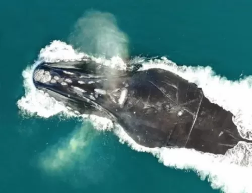 CHILE – Siguiendo Ballenas