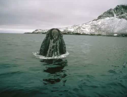 South Georgia Right Whale Project – Tracking