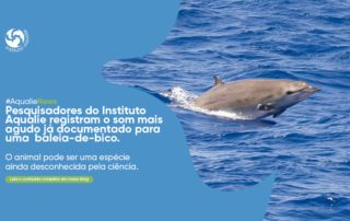 Pesquisadores do Instituto Aqualie registram sinal acústico inédito de baleia-de-bico no Atlântico Sul brasileiro